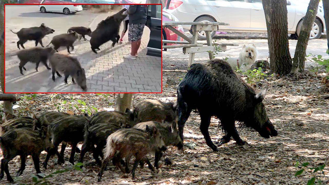 beslemeye calistigi yaban domuzu tatilcinin kolunu isirdi W53yFE7F.jpg